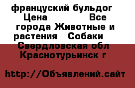 француский бульдог › Цена ­ 40 000 - Все города Животные и растения » Собаки   . Свердловская обл.,Краснотурьинск г.